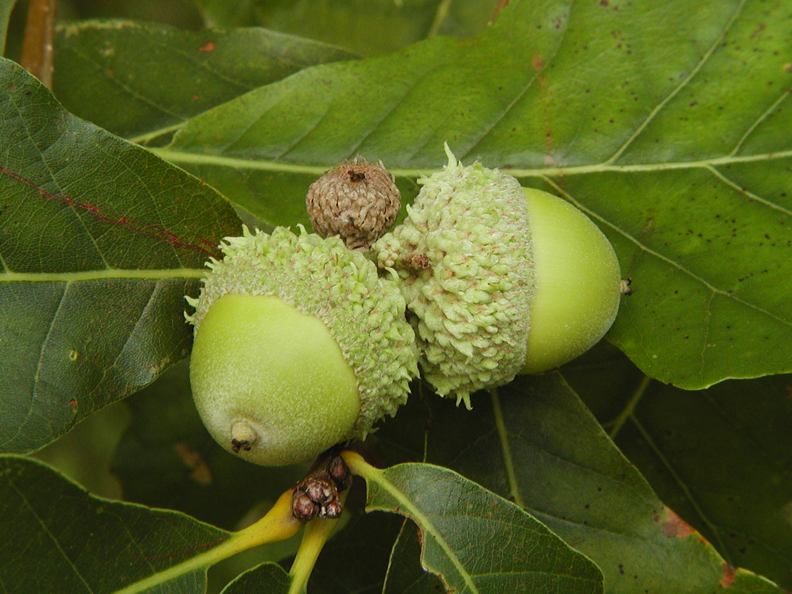 What Tree Do Acorns Grow On?