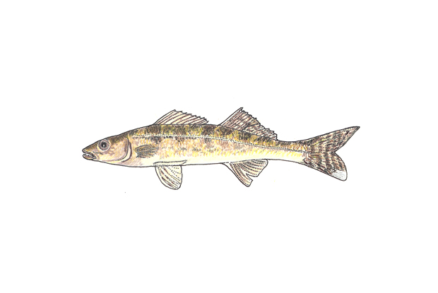 Walleye Fish Facts  Sander vitreus - A-Z Animals
