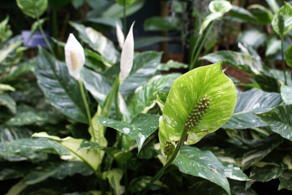 Spathiphyllum - Plante exotique en pot - Le Jardin des Fleurs