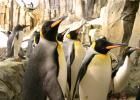 King penguins (Aptenodytes patagonica).