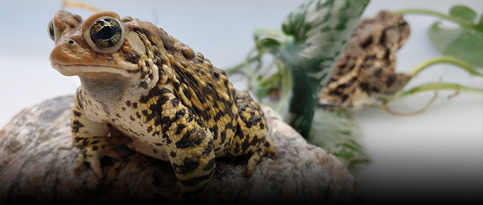 The American toad: a beauty that lives in Québec