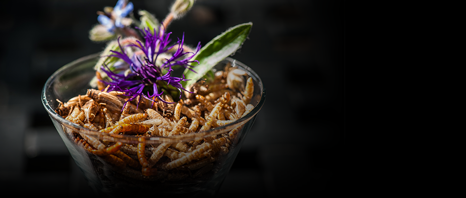 An entomophilic society – through the taste buds!