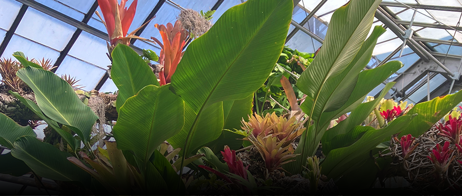 Behind the scenes of the overhaul of the Tropical Rainforest greenhouse
