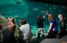 Visitors to the saltwater basin of the Gulf of St. Lawrence Ecosystem