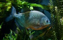 Piranha à ventre rouge (Pygocentrus nattereri).