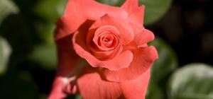 Rosa 'Touch of Class'