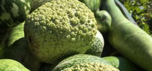 Calebasse (gourde)