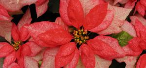 Euphorbia pulcherrima &#039;Monet Twilight&#039;.