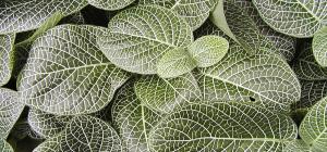 Fittonia verschaffeltii var. argyroneura
