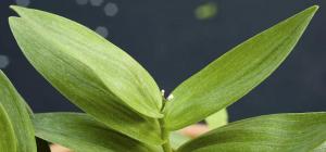 Maianthemum stellatum