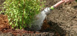 Watering a shrub