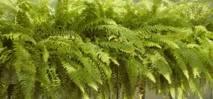 Nephrolepis exaltata