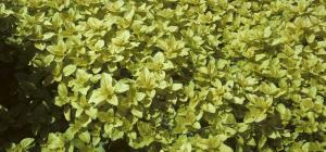 Origanum vulgare 'Aureum'