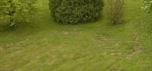 Espaces dénudés sur la pelouse
