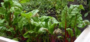 Raised-bed vegetable garden