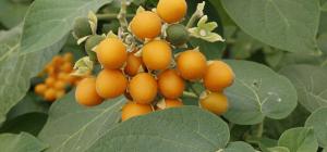 Fruits du tamarillo nain