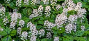Tiarella &#039;Iron Butterfly&#039; ground cover