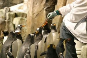 Educational activity - Penguin feeding time
