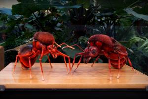 Insects' lives : Atta ants