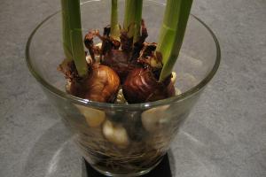 Narcisse Narcissus papyraceus