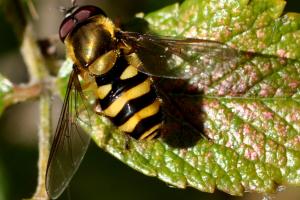 Syrphidae (famille).