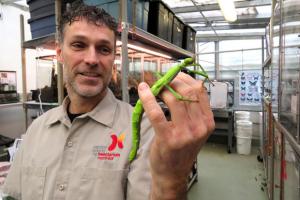 En tête-à-tête avec un.e expert.e - Métier : éleveur d'insectes