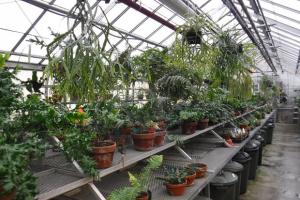 La phytoprotection dans les serres du Jardin botanique: être l’ange gardien de milliers d’espèces