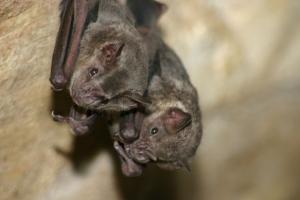 Tropical bats – Fascinating and fundamental