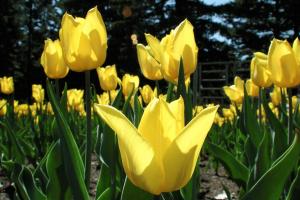 Tulips Tulipa cv.