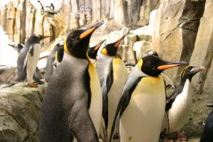 King penguins (Aptenodytes patagonica).