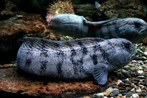 Anarhichas lupus
