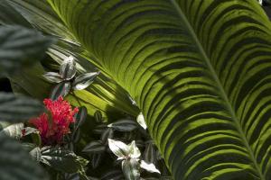 Anthurium veitchii