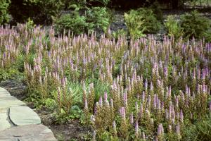 Astilbe chinensis 'Pumila'