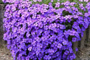 Purple rock cress 'Cascade Pourpre' Aubrieta deltoides