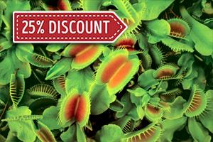The Odd Plants of Mrs Z