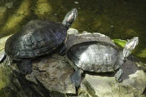 Painted turtle (Chrysemys picta).