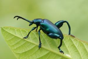 Frog-legged leaf beetle