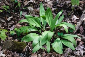 Allium tricoccum