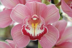 Orchid Cymbidium (Gorey 'Trinity' AM/RHS x Maufant 'Rozel' FCC/RHS).