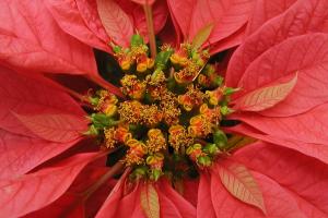 Poinsettia Euphorbia pulcherrima 'Gutbier V-14 Pink'