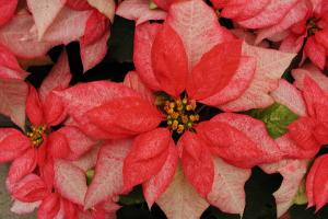 Euphorbia pulcherrima 'Monet Twilight'.