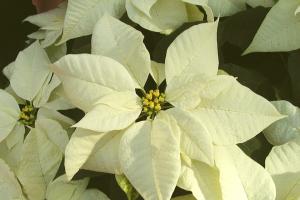 Euphorbia pulcherrima 'Snowcap'