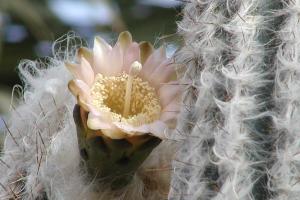 Cephalocereus palmeri