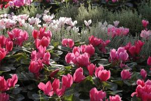 Cyclamen