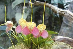 Masdevallia orchid in a terrarium Masdevallia caudata 'Janet' AM/AOS orchid in a terrarium