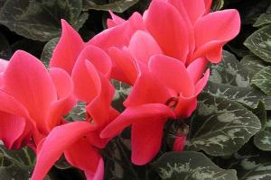 Cyclamen persicum 'Halios Fuschia Vif Amélioré'
