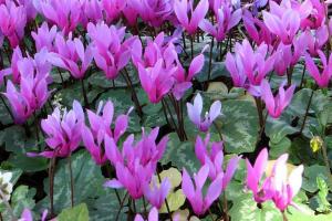 Cyclamen repandum