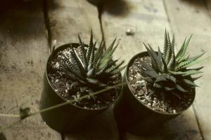 Haworthia fasciata