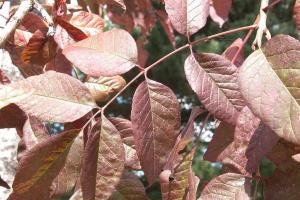 Fraxinus americana