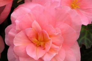 Begonia tuberosa 'Fortune Pink'